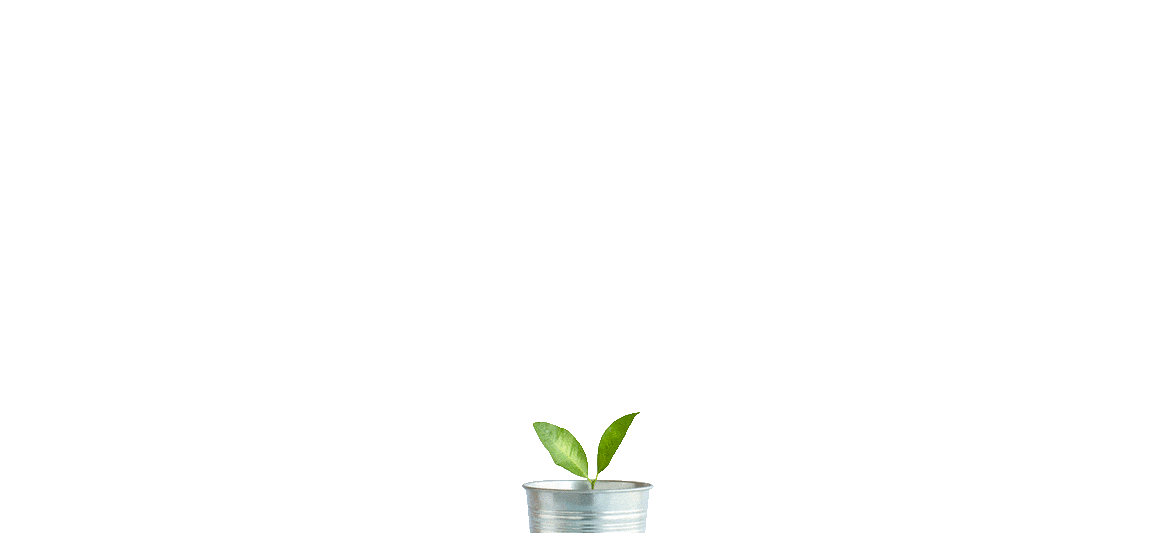 Plante grandissant dans un pot